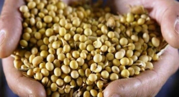 Jak správně pěstovat sóju na zahradě, zejména péče a hnojení, sklizeň a skladování plodin